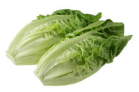 Romaine Lettuce